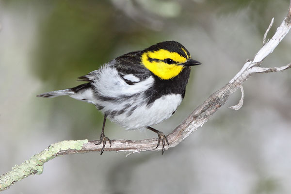 Golden-cheeked Warbler © Russ Chantler